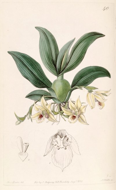 Illustration of Promenaea rollissonii (as syn. Maxillaria rollissonii) by Miss Drake